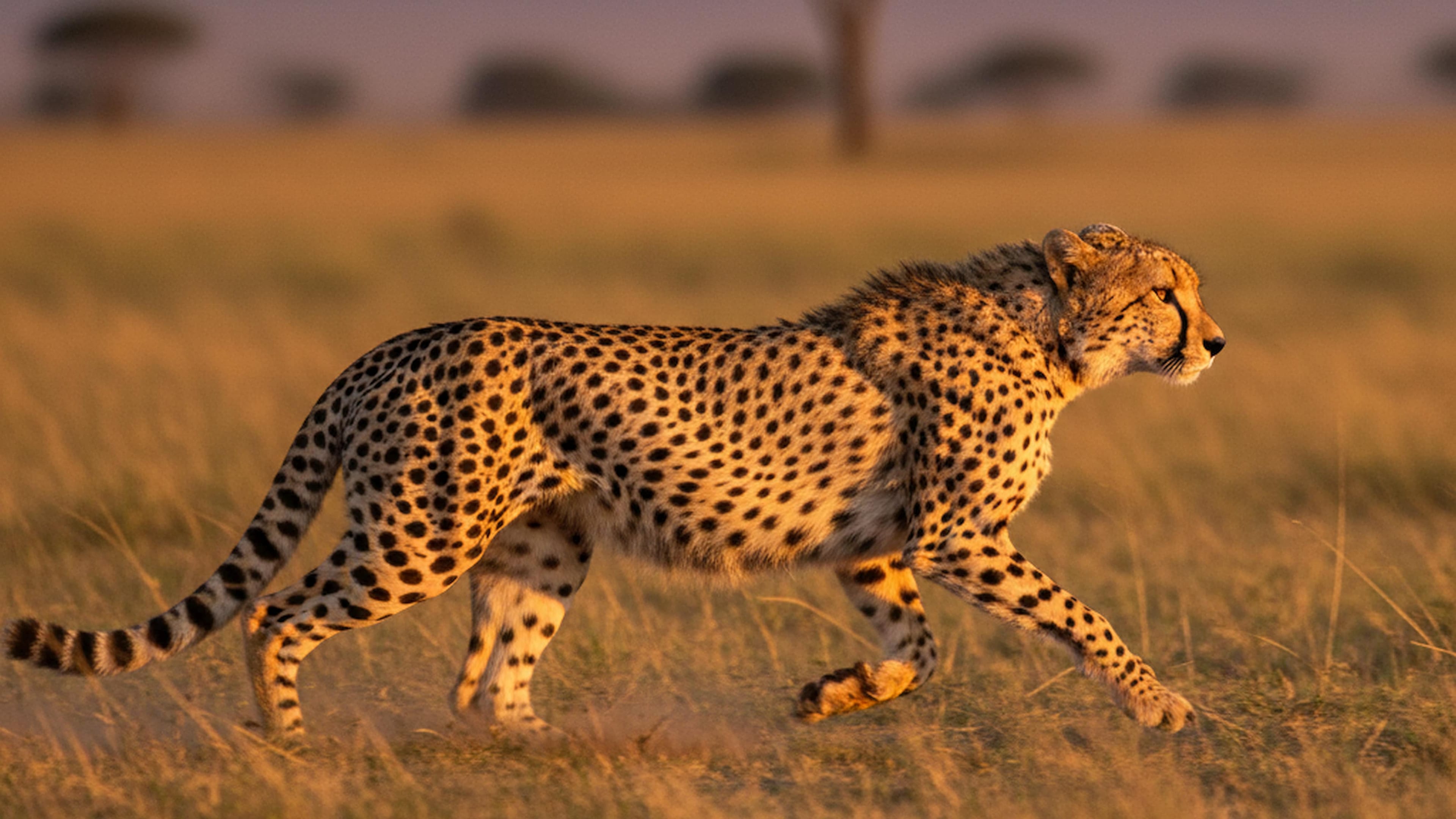 Wildlife Conservation Volunteering