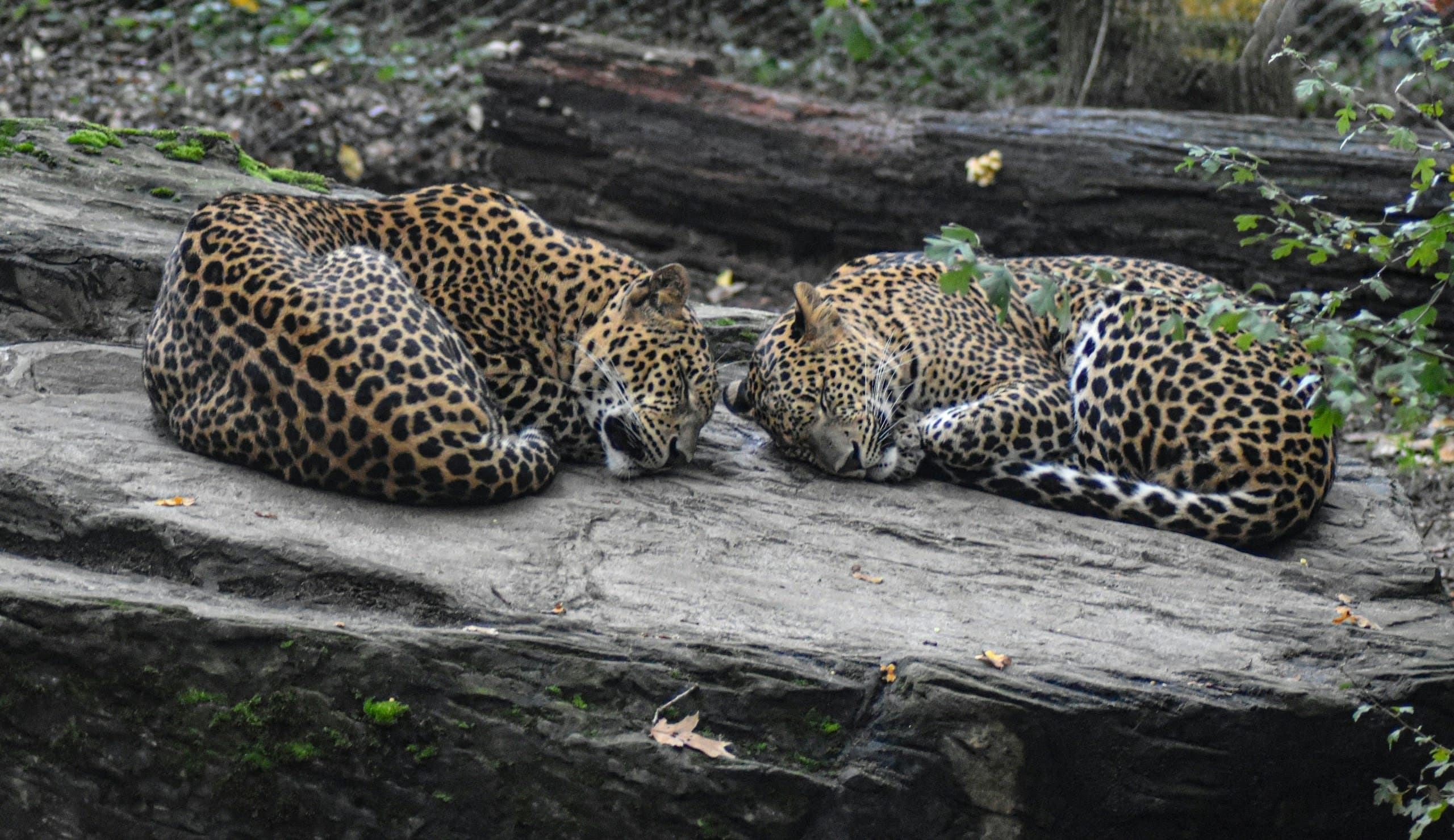 Coexistence Without Fences