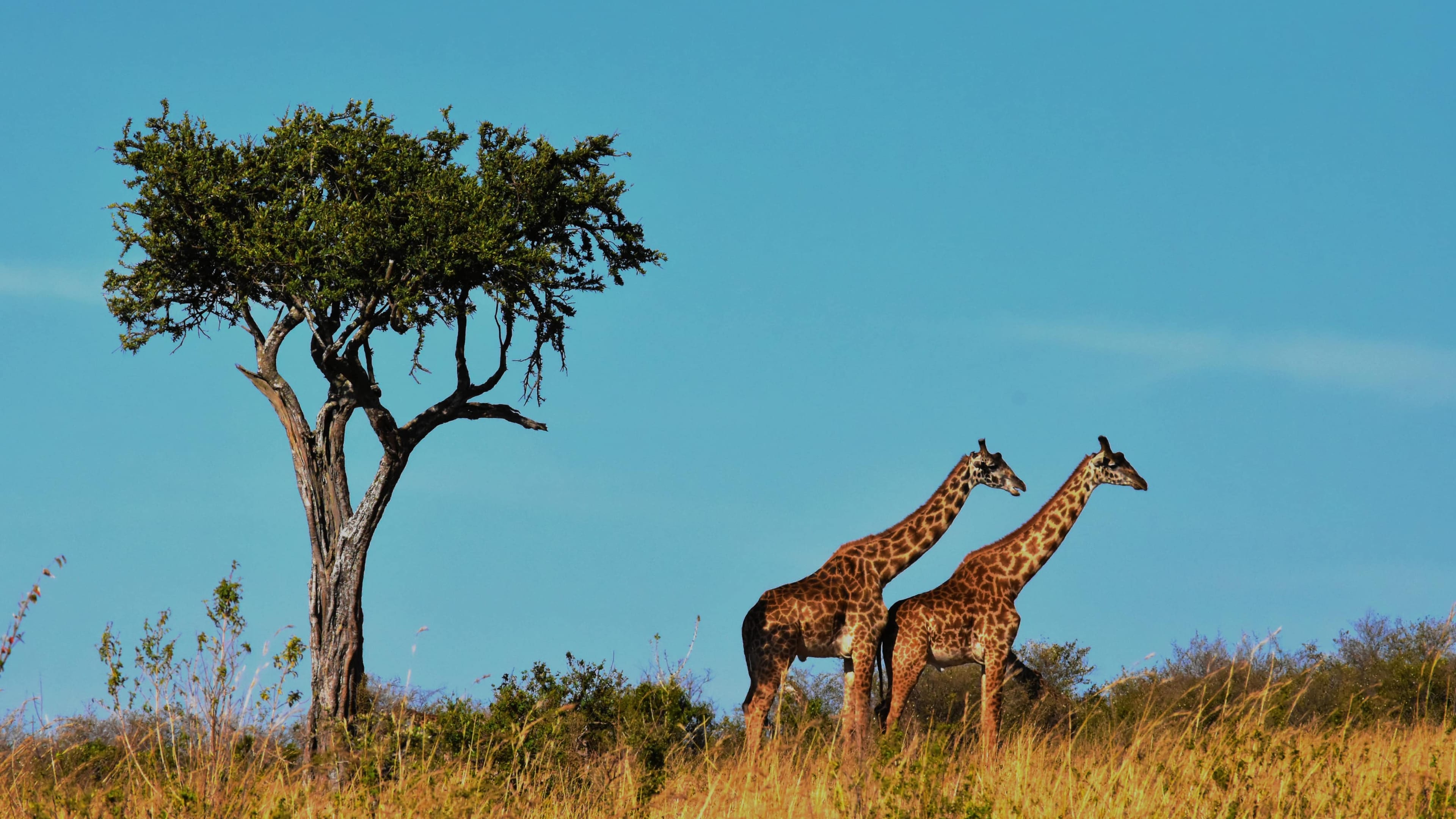 Wildlife & Nature Tab Hero