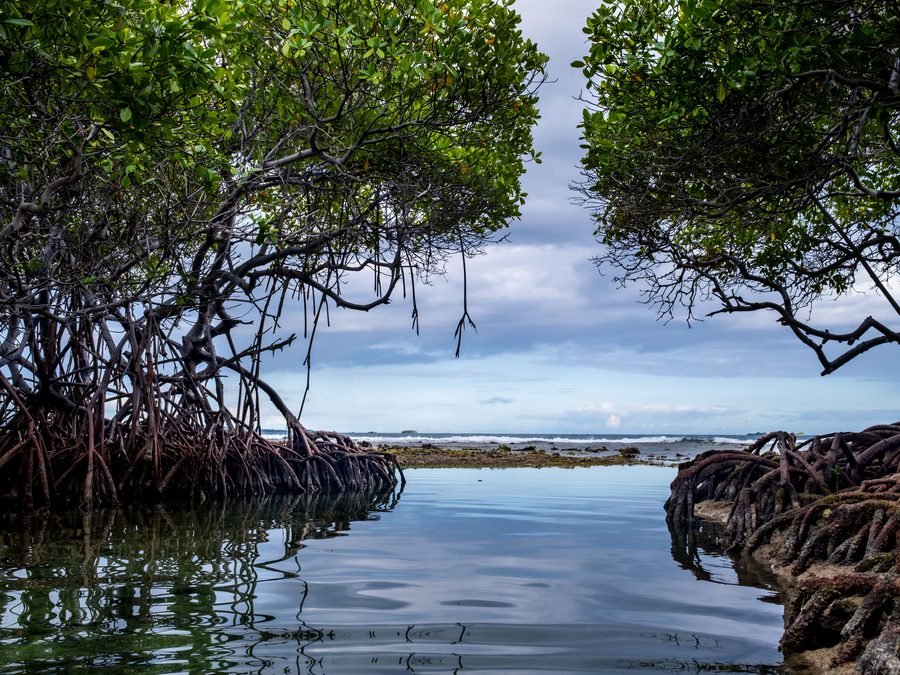 A channel through a green mangrove forest